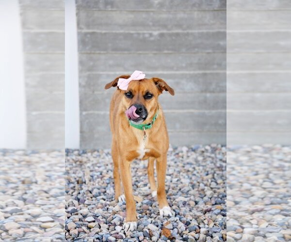Medium Photo #15 Labrador Retriever-Unknown Mix Puppy For Sale in Sandy, UT, USA