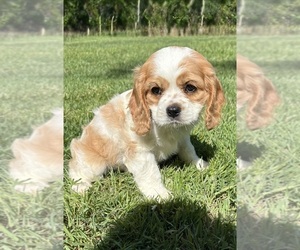 Cavalier King Charles Spaniel Puppy for Sale in FAIR HAVEN, Michigan USA