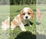 Small Photo #1 Cavalier King Charles Spaniel Puppy For Sale in FAIR HAVEN, MI, USA