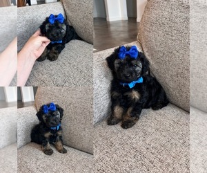 YorkiePoo Puppy for sale in BELDING, MI, USA