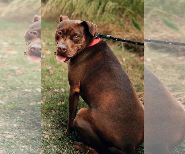 Medium Photo #29 American Staffordshire Terrier-Labrador Retriever Mix Puppy For Sale in Holly Springs, NC, USA