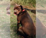 Small #28 American Staffordshire Terrier-Labrador Retriever Mix