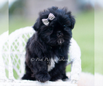 Small #4 Shih Tzu