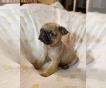 Small #2 Pug