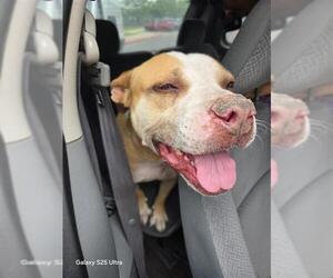 American Pit Bull Terrier-Unknown Mix Dogs for adoption in San Antonio, TX, USA