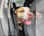Small American Pit Bull Terrier Mix