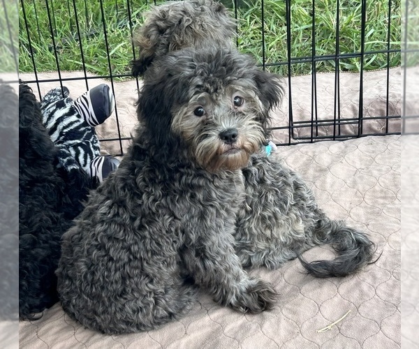 Medium Photo #1 ShihPoo Puppy For Sale in GLOUCESTER, VA, USA