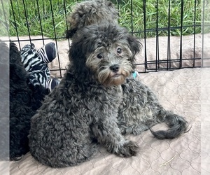 ShihPoo Puppy for Sale in GLOUCESTER, Virginia USA