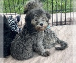 Crystal - Female ShihPoo Puppy for Sale - Small photo