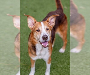 Pip Squeak - Female Beagle-Unknown Mix Dog for Adoption - Photo #3