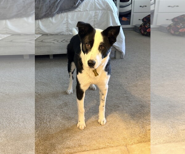 Medium Photo #3 Border Collie Puppy For Sale in Sandy, UT, USA