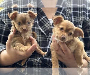 Chihuahua Puppy for sale in PHILADELPHIA, PA, USA