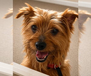 Mutt Dogs for adoption in Rocky Mount, NC, USA