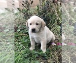 Small Photo #6 Labrador Retriever Puppy For Sale in MORENO VALLEY, CA, USA