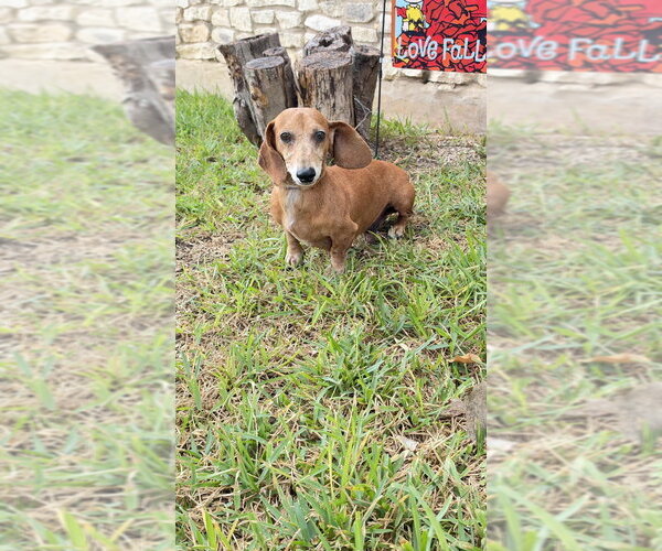 Medium Photo #4 Dachshund Puppy For Sale in FRAMINGHAM, MA, USA