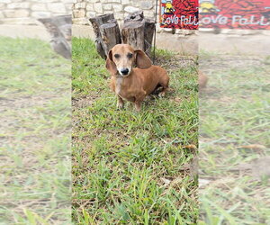 Max D - Male Dachshund Dog for Adoption - Photo #4