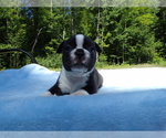 Small Photo #8 Boston Terrier Puppy For Sale in MONROE, NH, USA