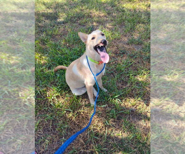 Medium Photo #12 Mutt Puppy For Sale in New York, NY, USA