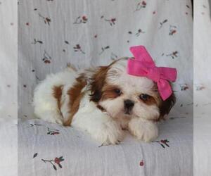 Shih Tzu Puppy for sale in LEWISVILLE, TX, USA