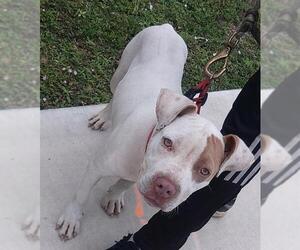 American Bulldog Dogs for adoption in Fort Lauderdale, FL, USA