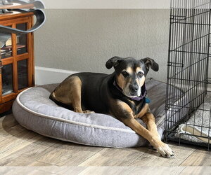 Rottweiler-Unknown Mix Dogs for adoption in Chandler, AZ, USA