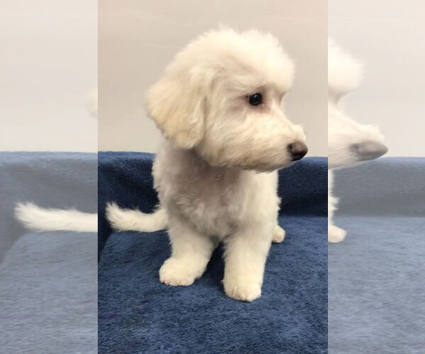 Medium Photo #4 Bichon Frise Puppy For Sale in Lincolnwood, IL, USA