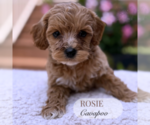 Small #4 Cavapoo