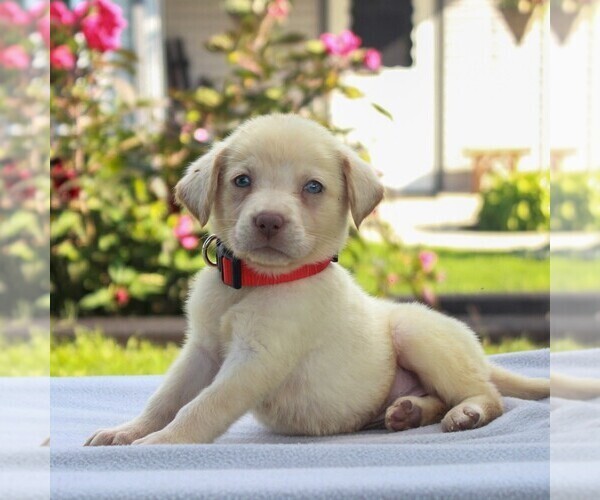 Medium Photo #1 Labrador Retriever Puppy For Sale in MYERSTOWN, PA, USA