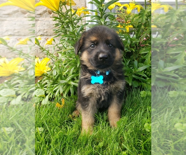 Medium Photo #20 German Shepherd Dog Puppy For Sale in MILLERSTOWN, PA, USA