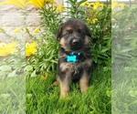 Puppy 5 German Shepherd Dog