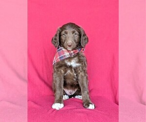 Aussiedoodle Miniature Puppy for sale in NOTTINGHAM, PA, USA