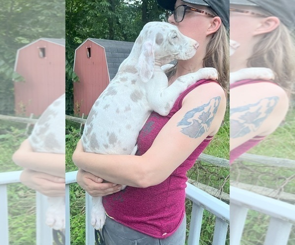 Medium Photo #22 Great Dane Puppy For Sale in SPRAGGS, PA, USA