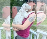 Small Photo #22 Great Dane Puppy For Sale in SPRAGGS, PA, USA