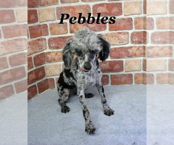 Medium Photo #1 Poodle (Toy) Puppy For Sale in CHANUTE, KS, USA