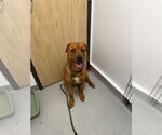 Small #7 American Staffordshire Terrier Mix