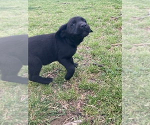 Labrador Retriever Puppy for sale in GRAPEVINE, TX, USA