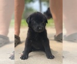 Small #1 Shepradors