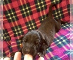 Small Photo #7 Great Dane Puppy For Sale in BANGOR, WI, USA