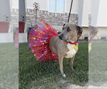 Small #4 Mutt