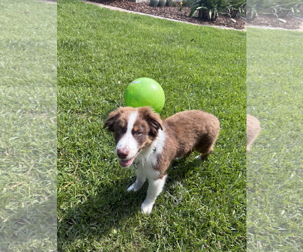 Medium Photo #3 Australian Shepherd-Unknown Mix Puppy For Sale in Valrico, FL, USA