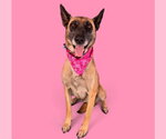 Small German Shepherd Dog Mix