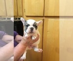 Small Photo #4 French Bulldog Puppy For Sale in FLORENCE, OR, USA