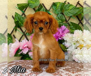 Cavalier King Charles Spaniel Puppy for sale in MIAMI, FL, USA