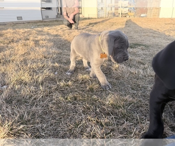 Medium Photo #18 Great Dane Puppy For Sale in OLATHE, CO, USA