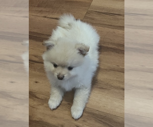 Medium Photo #1 Pomeranian Puppy For Sale in BIRCH RUN, MI, USA