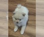 Small Pomeranian