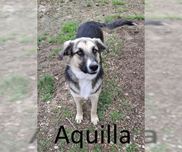 Medium Photo #3 German Shepherd Dog-Unknown Mix Puppy For Sale in Mountain View, AR, USA