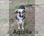 Small #2 German Shepherd Dog Mix