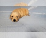 Small #3 Golden Retriever