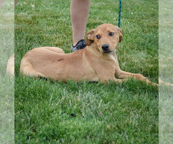 Medium Photo #2 Boxador Puppy For Sale in Huntley, IL, USA